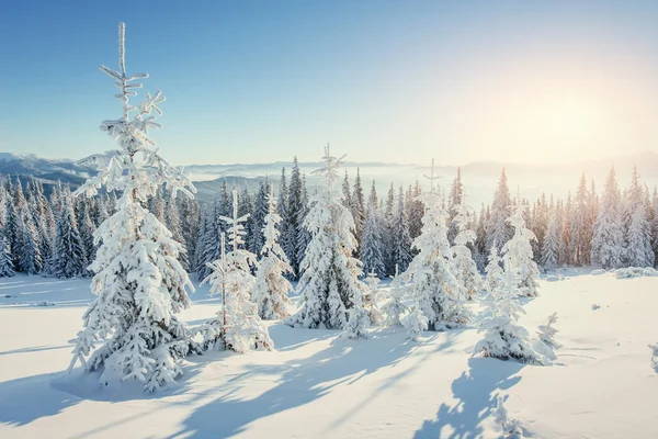 Árbol cubierto de nieve mágico invierno. Cárpatos, Ucrania, Europa . —  Fotos de Stock