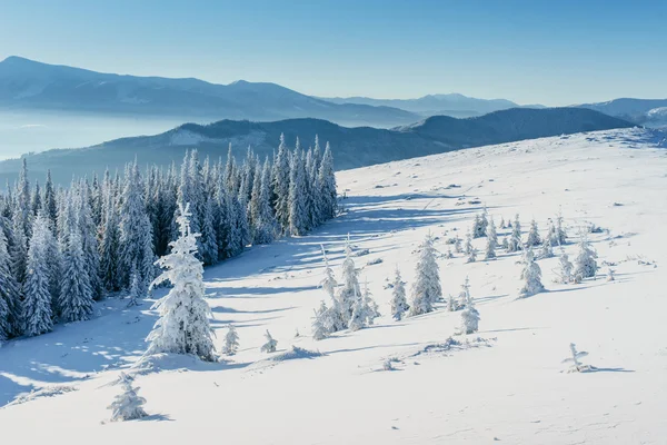 Árbol de invierno en nieve —  Fotos de Stock