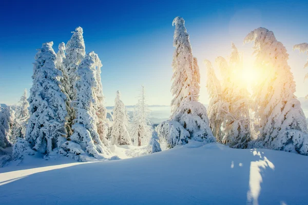Árbol cubierto de nieve mágico invierno. Cárpatos, Ucrania, Europa . —  Fotos de Stock