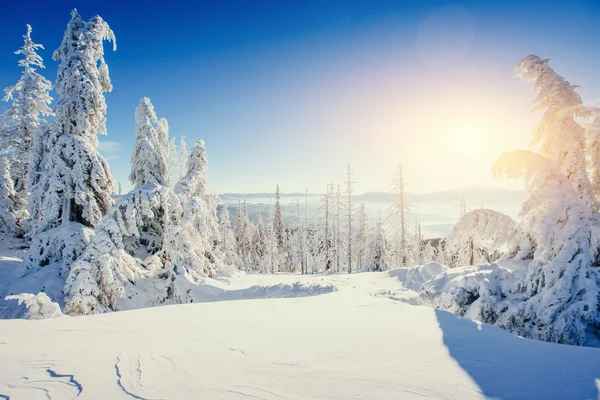 Varázslatos téli hóval borított fa. Kárpátok, Ukrajna, Európa. — Stock Fotó