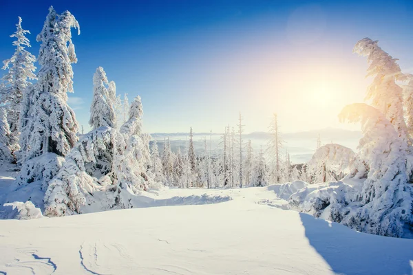 Magische winter sneeuw overdekte boom. Karpaten, Oekraïne, Europa. — Stockfoto