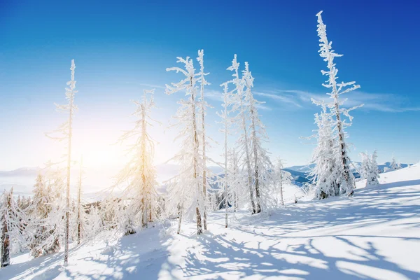 Magischen Winter schneebedeckten Baum. Karpaten, Ukraine, Europa. — Stockfoto
