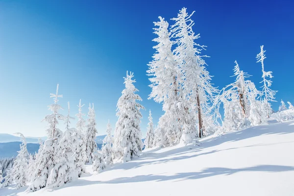 Kar kış ağaç — Stok fotoğraf