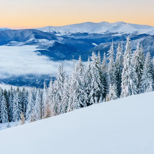 Mist in winter bergen. Fantastische zonsondergang. Karpaten. Oekraïne. — Stockfoto