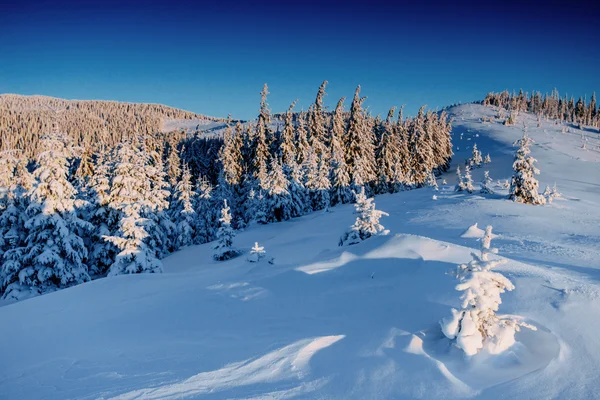 Magical winter snow covered tree.  Carpathian, Ukraine, Europe. Royalty Free Stock Images