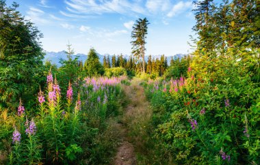 Kır çiçekleri arasında önde gelen dağ iz