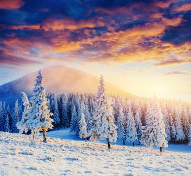 sihirli kış kar kaplı ağaç. Karpatlar gün batımı. Ukr