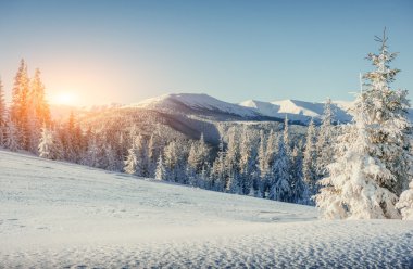 sihirli kış kar kaplı ağaç 