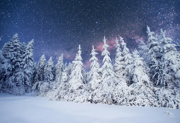 Dairy Star Trek nos bosques de inverno. Cárpatos, Ucrânia, Europa — Fotografia de Stock