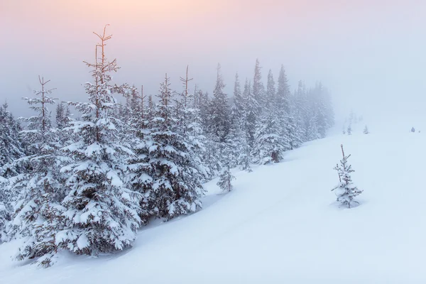 Nebel in den Winterbergen. fantastischer Sonnenuntergang — Stockfoto