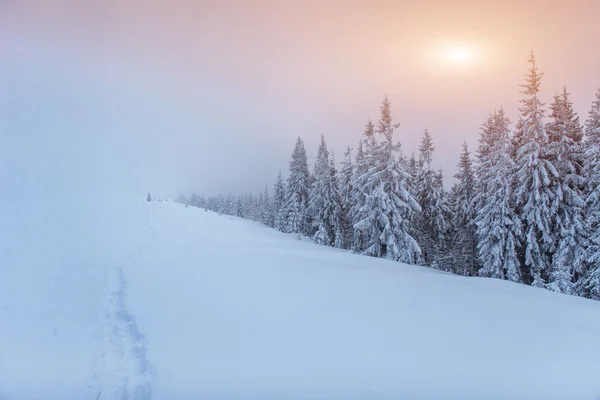 Nevoeiro nas montanhas de inverno. Fantástico pôr-do-sol — Fotografia de Stock