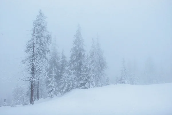 Zimní krajina stromy v mrazu a mlha — Stock fotografie
