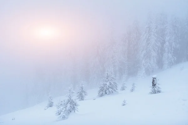 Mgła w górach zimą. Fantastyczne zachody słońca — Zdjęcie stockowe