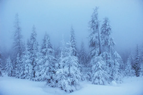 Árvores paisagem de inverno em geada e nevoeiro — Fotografia de Stock