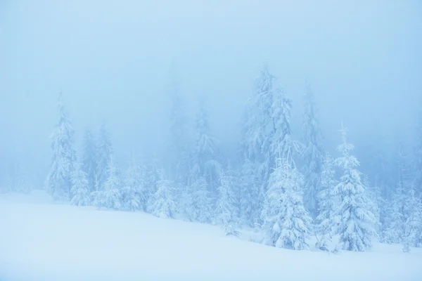 Winterlandschaftsbäume bei Frost und Nebel — Stockfoto