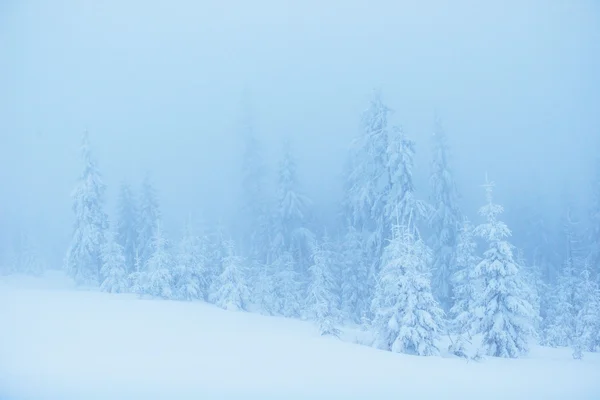 Árboles de paisaje de invierno en las heladas y la niebla — Foto de Stock