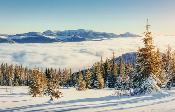 Mgła w górach zimą. Karpaty. Ukraina. Europie — Zdjęcie stockowe