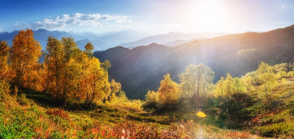 Berk bos in zonnige middag terwijl herfst seizoen — Stockfoto
