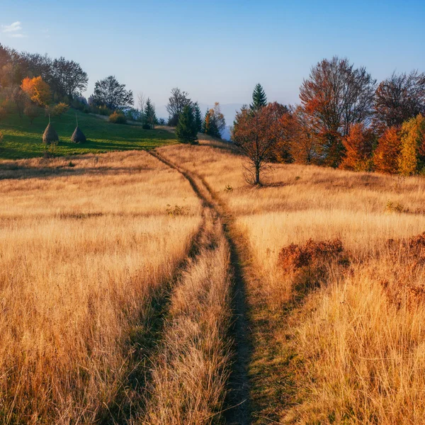 Herbst-Landschaftspfad im Wiesenfeld. — Stockfoto