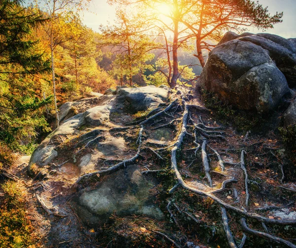 Kamienisko w lesie, w słońcu. — Zdjęcie stockowe