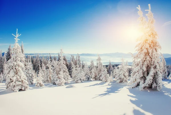 Árbol cubierto de nieve mágico invierno. Puesta de sol en los Cárpatos. Ukr —  Fotos de Stock