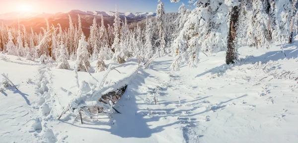 Magico albero coperto di neve invernale. Tramonto nei Carpazi. Ukr — Foto Stock