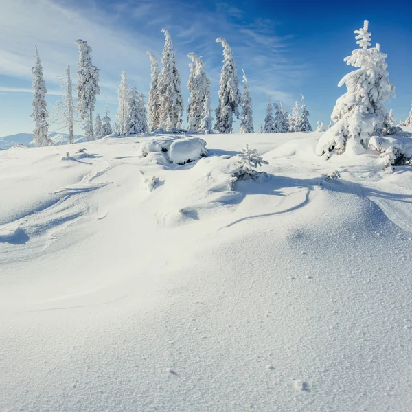 Arbre d'hiver dans la neige — Photo