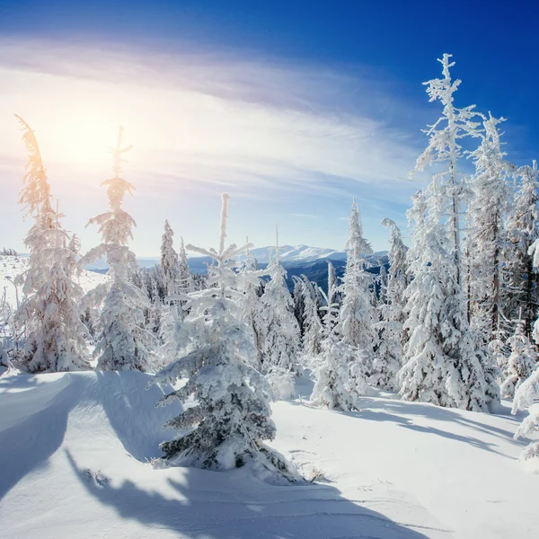 Árbol cubierto de nieve mágico invierno. Puesta de sol en los Cárpatos. Ukr —  Fotos de Stock
