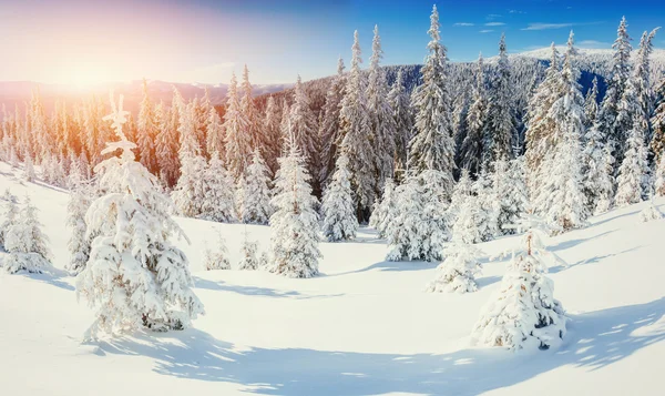 Волшебное зимнее заснеженное дерево. Закат в Карпатах. Ukr — стоковое фото