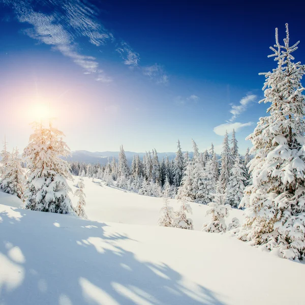 神奇的冬天大雪覆盖树。在喀尔巴阡的日落。乌克兰 — 图库照片