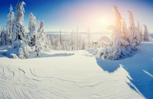 Magico albero coperto di neve invernale. Tramonto nei Carpazi. Ukr — Foto Stock