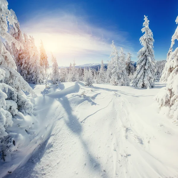 Magischen Winter schneebedeckten Baum. Sonnenuntergang in den Karpaten. ukr — Stockfoto