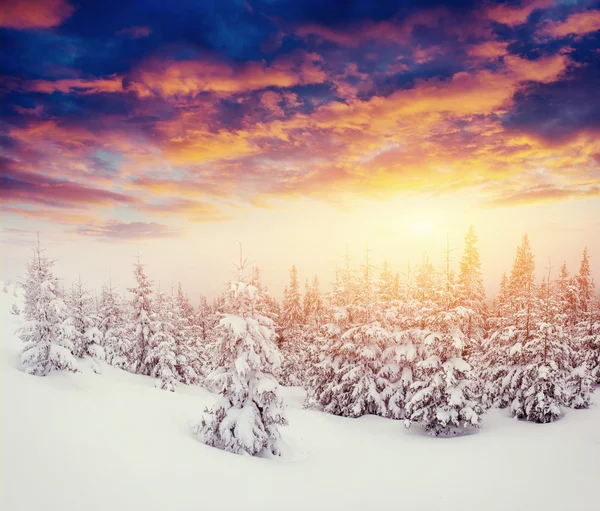 Magischer Winter schneebedeckter Baum — Stockfoto