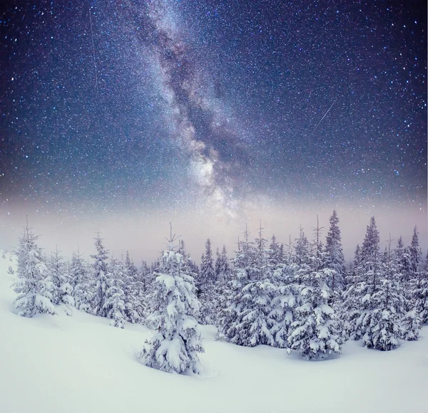 Γαλακτοκομικά Star Trek στο δάσος χειμώνα. Καρπάθια, Ουκρανία, Europ — Φωτογραφία Αρχείου