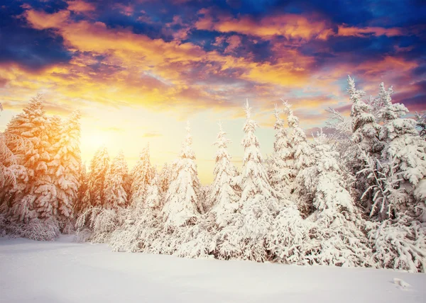 Magischer Winter schneebedeckter Baum — Stockfoto