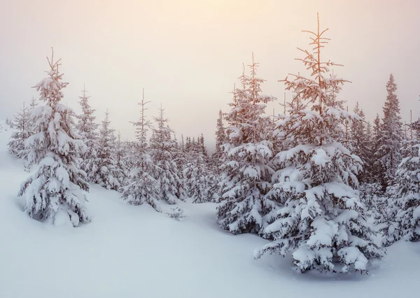 Alberi del paesaggio invernale nel gelo e nebbia — Foto Stock