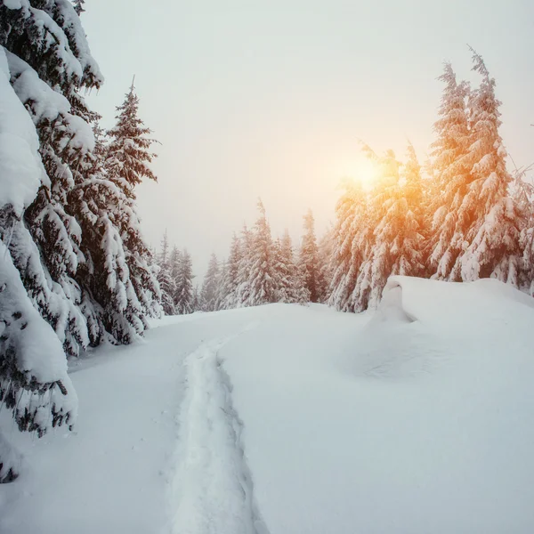 A estrada de inverno. Cárpatos, Ucrânia, Europa . — Fotografia de Stock