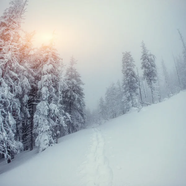 A estrada de inverno. Cárpatos, Ucrânia, Europa . — Fotografia de Stock