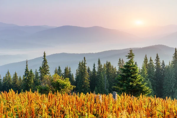 Mist over de bergen. Karpaten. Oekraïne. Europa — Stockfoto