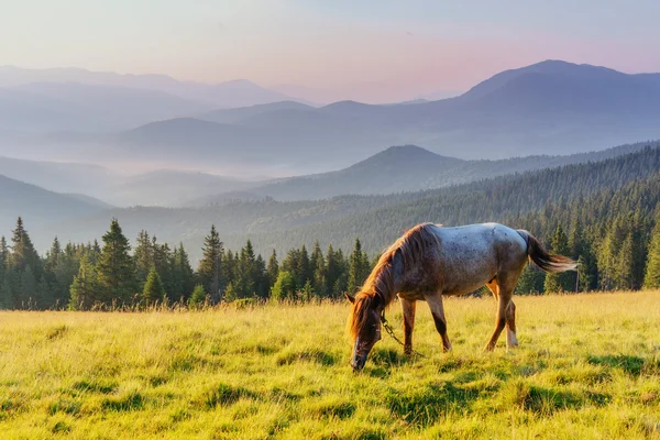 Horses on the meadow in the mountains — Stock Photo, Image