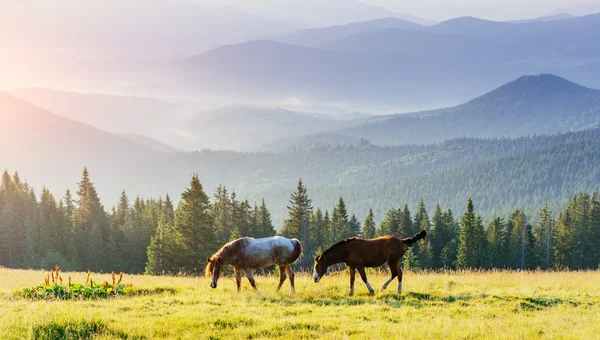 Άλογα στο λιβάδι στα βουνά — Φωτογραφία Αρχείου