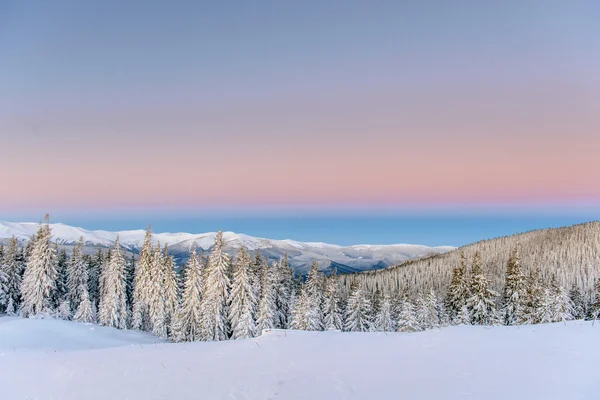 Magico albero coperto di neve invernale — Foto Stock