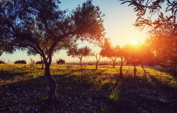 Baumschatten mit Sonnenuntergang — Stockfoto