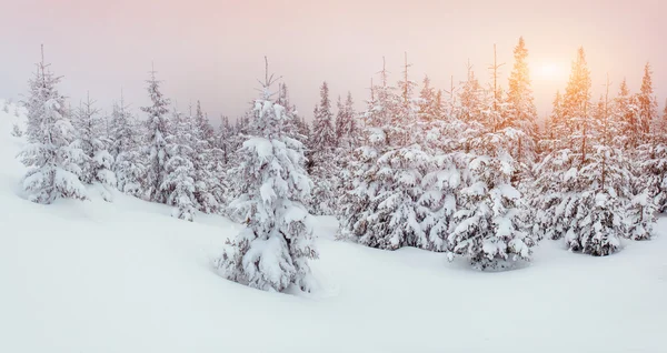 Alberi del paesaggio invernale nel gelo e nebbia — Foto Stock