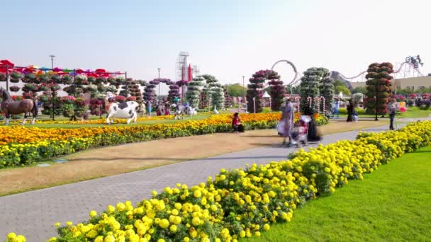 Blumen im dubai miracle garden — Stockvideo