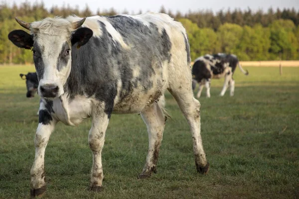 Close Uma Vaca Holandesa Marrom Sólida Prado Nos Países Baixos — Fotografia de Stock