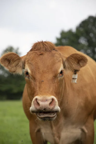 Primer Plano Una Vaca Holandesa Color Marrón Sólido Pie Prado —  Fotos de Stock