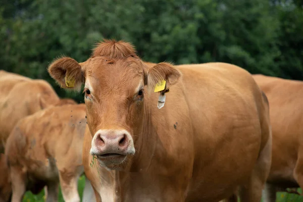 Primer Plano Una Vaca Holandesa Color Marrón Sólido Pie Prado —  Fotos de Stock