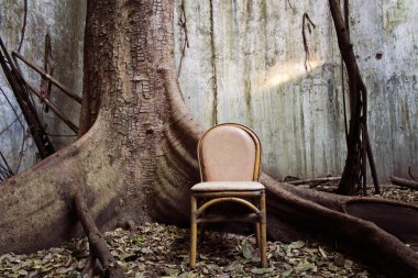 Boş sandalye ve büyük ağaç