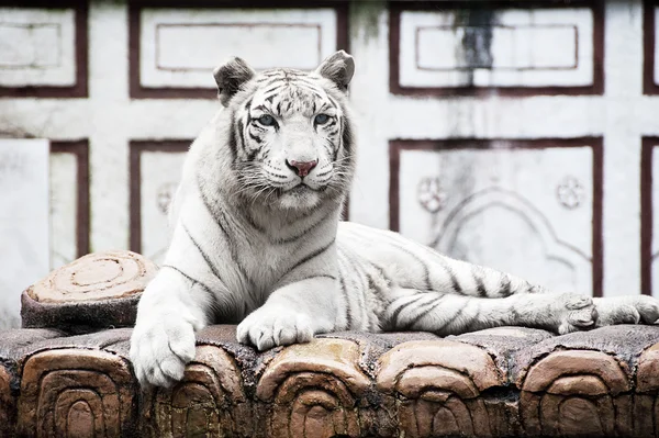 Tigre Branco de Bengala — Fotografia de Stock